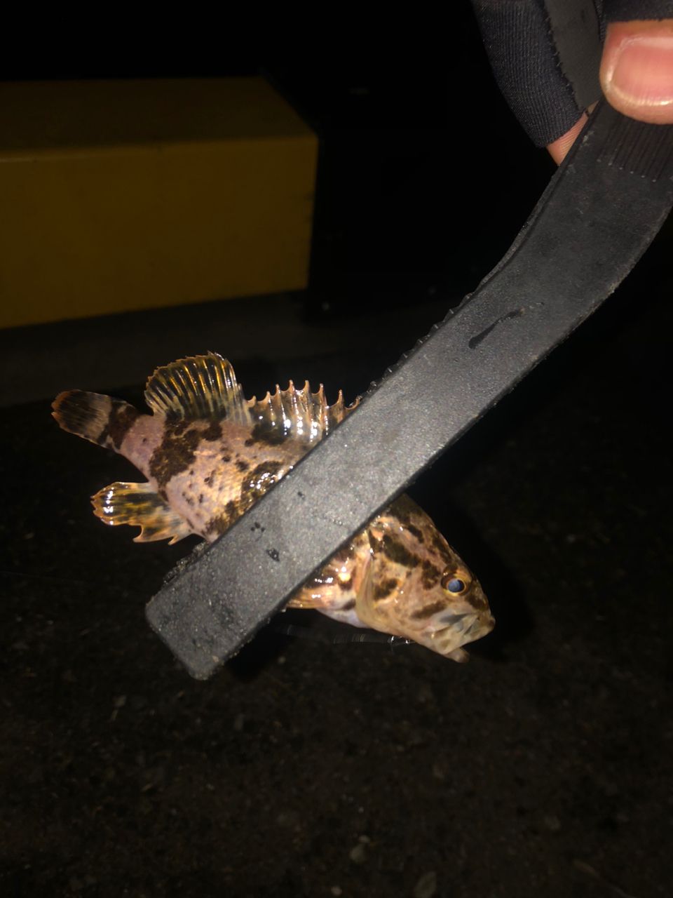 タケノコメバル