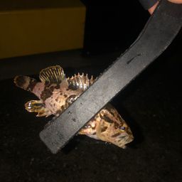 タケノコメバル