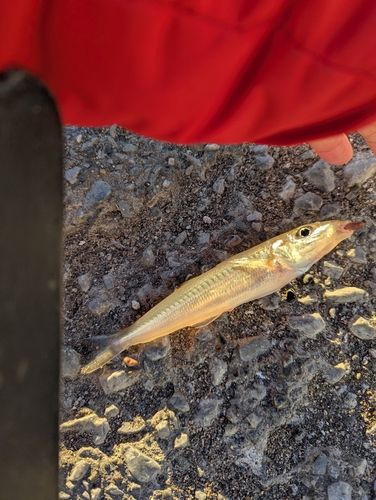 シロギスの釣果