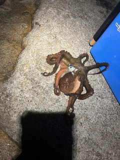 タコの釣果