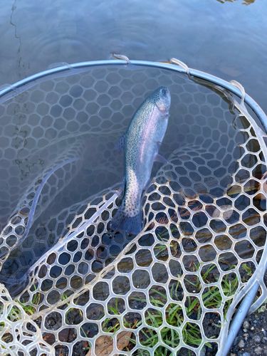 ニジマスの釣果