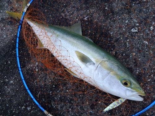 フクラギの釣果