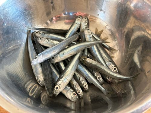 トウゴロウイワシの釣果