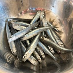 トウゴロウイワシ