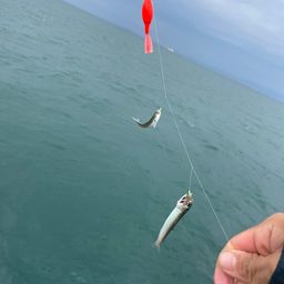 カタクチイワシ