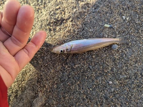 シロギスの釣果