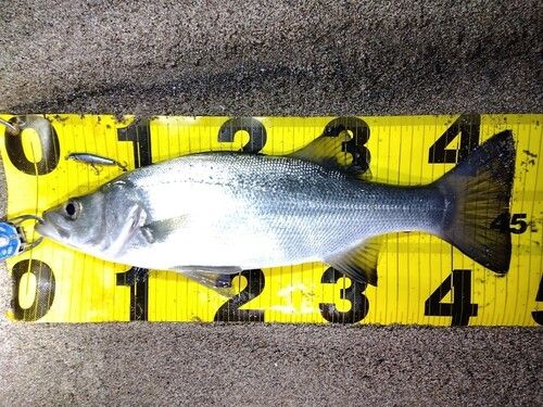 ヒラスズキの釣果