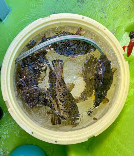 ヒガンフグの釣果