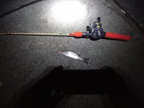 セイゴ（マルスズキ）の釣果