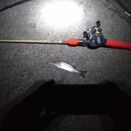 セイゴ（マルスズキ）