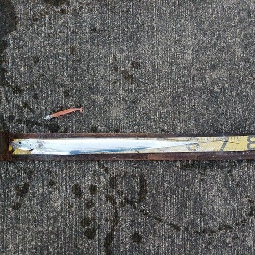 タチウオの釣果