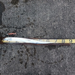 タチウオの釣果