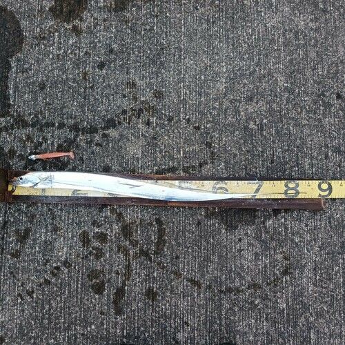 タチウオの釣果