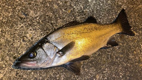 フッコ（ヒラスズキ）の釣果