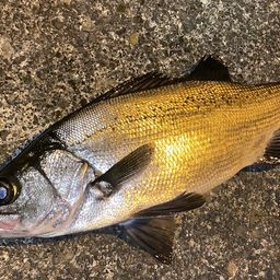 フッコ（ヒラスズキ）