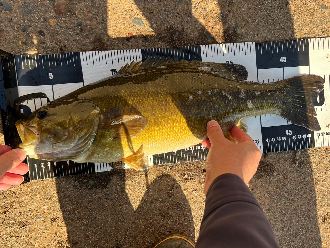 スモールマウスバス