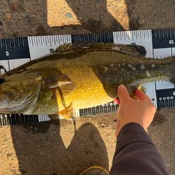 スモールマウスバス