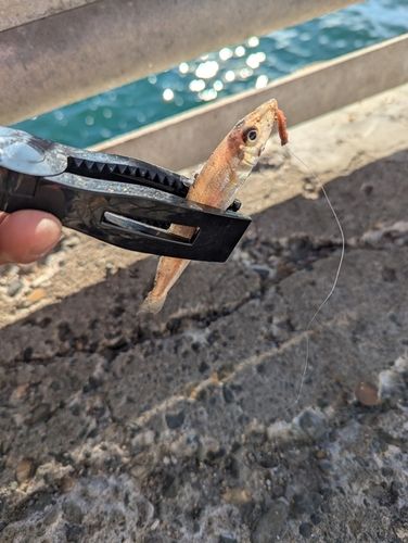 本牧海づり施設