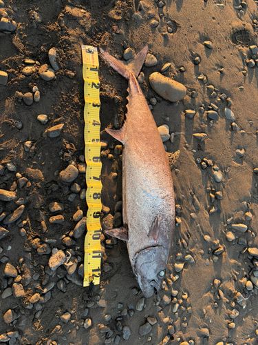 アブラソコムツの釣果