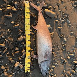 アブラソコムツ