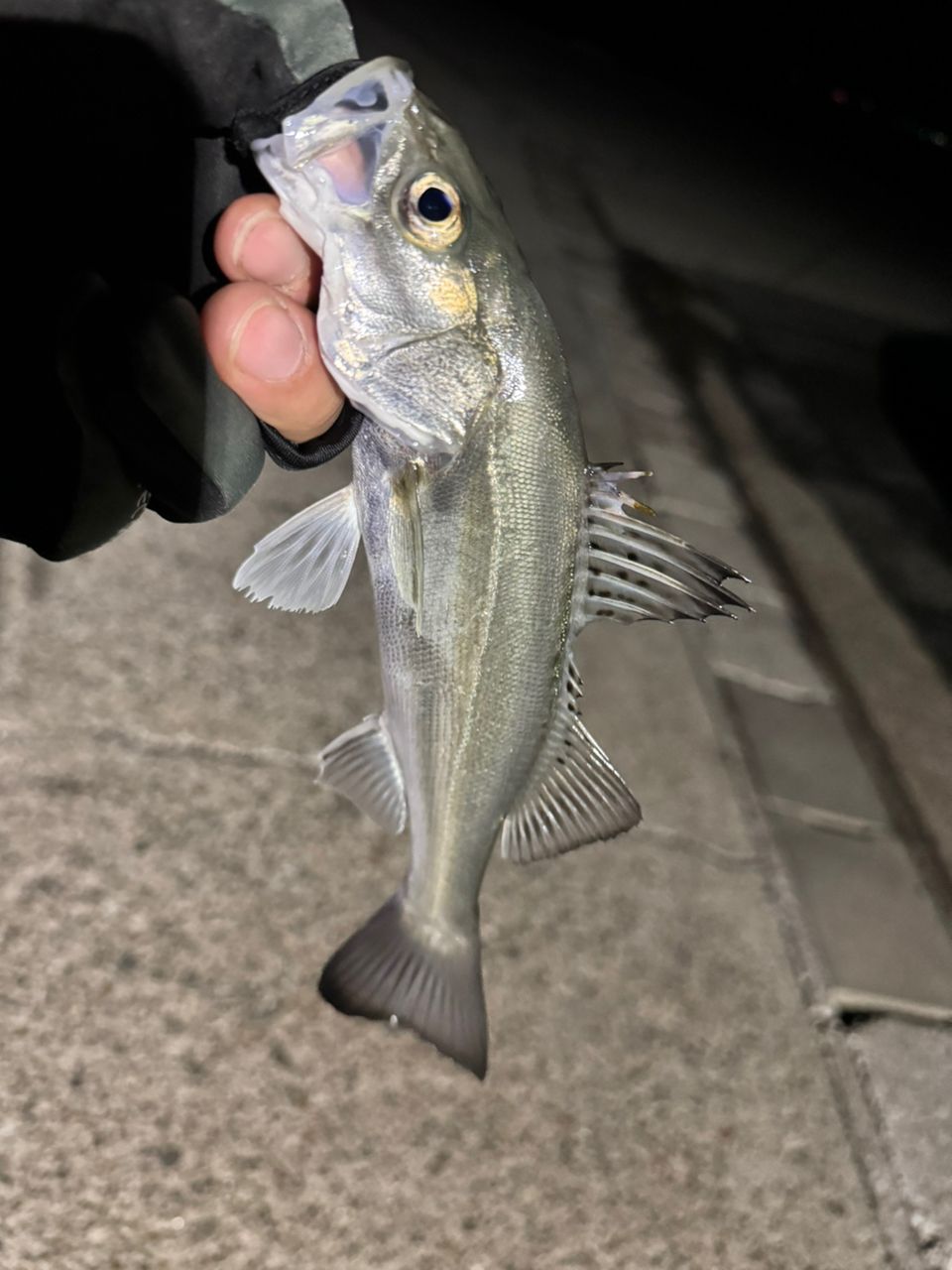 セイゴ（マルスズキ）