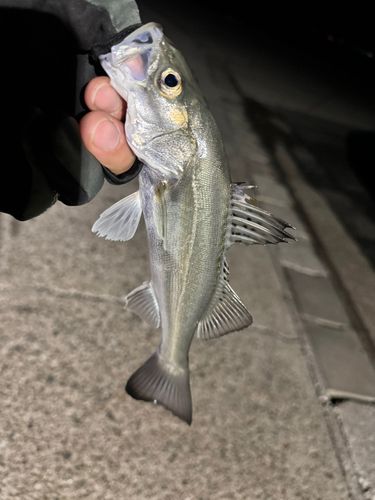 セイゴ（マルスズキ）の釣果