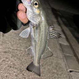 セイゴ（マルスズキ）