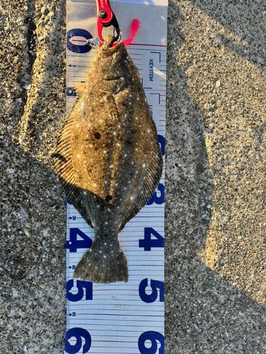 ヒラメの釣果