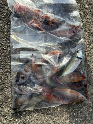 和歌山マリーナシティ海釣り公園・海洋釣り堀