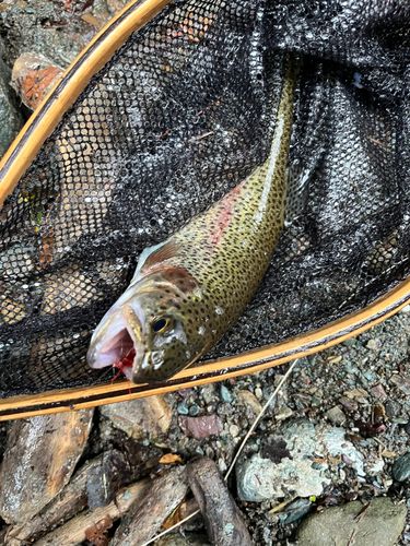 ニジマスの釣果