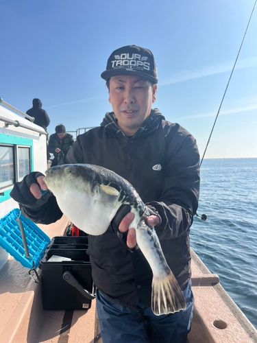 トラフグの釣果