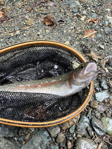 ニジマスの釣果