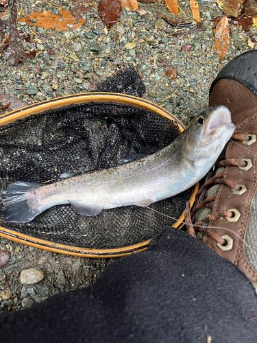 ニジマスの釣果