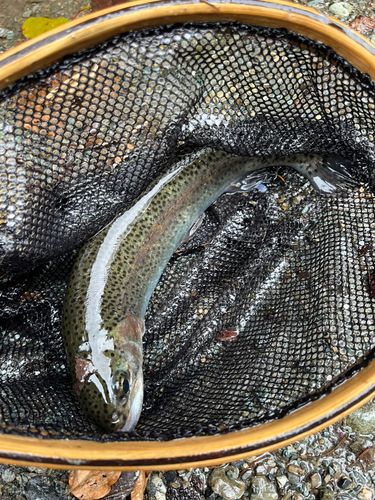 ニジマスの釣果