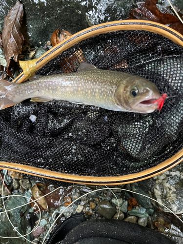 イワナの釣果