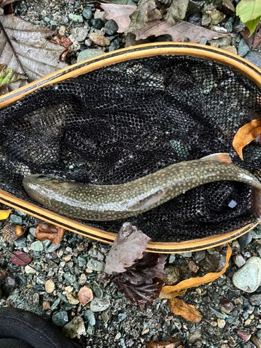 イワナの釣果