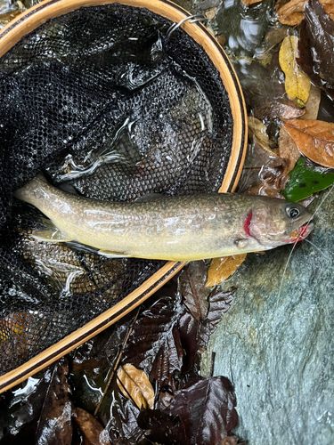 イワナの釣果