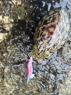 コウイカの釣果