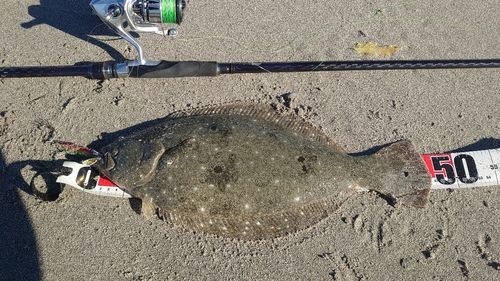 ヒラメの釣果