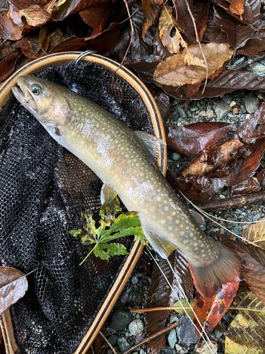 イワナの釣果