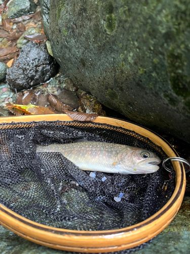 イワナの釣果