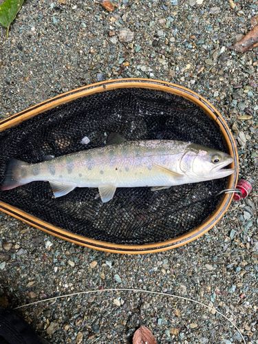 ヤマメの釣果