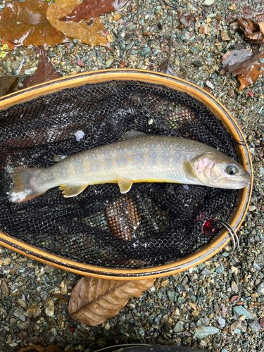 イワナの釣果
