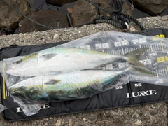 メジロの釣果
