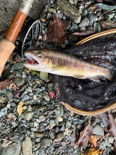 ヤマメの釣果