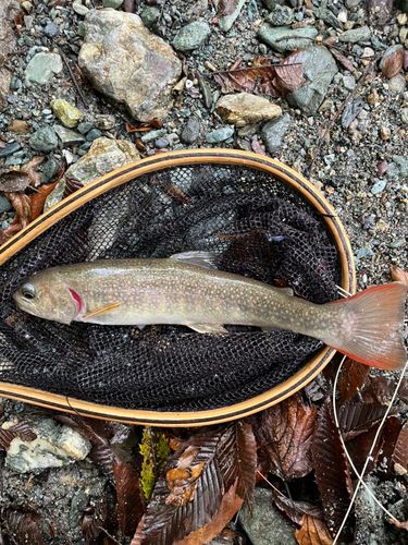 イワナの釣果