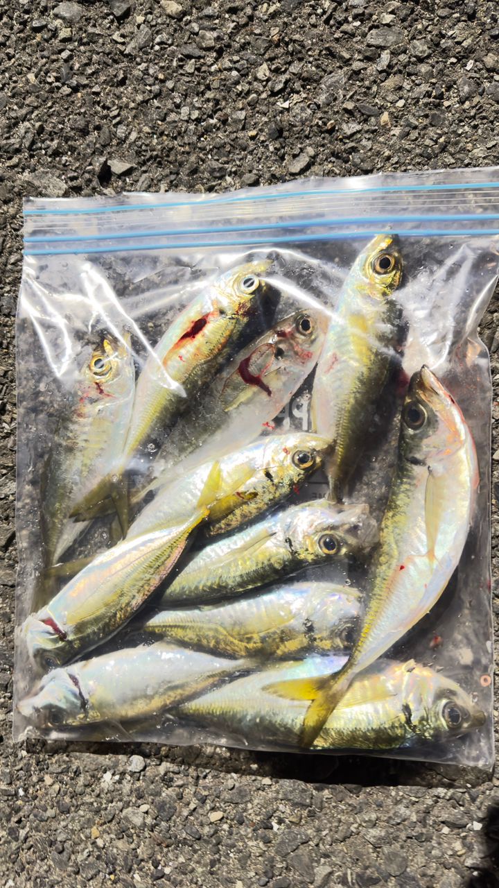 MajorCraft 鯵道 5G AD5-S622M/AJIの最安値・インプレ・釣果 | 本音の