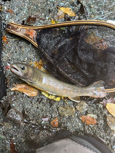 イワナの釣果