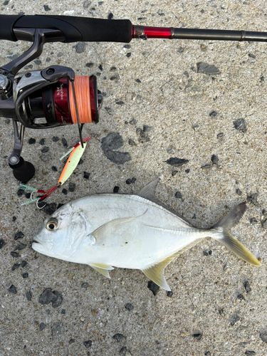 ヒラアジの釣果