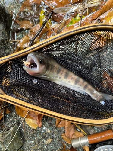 ヤマメの釣果